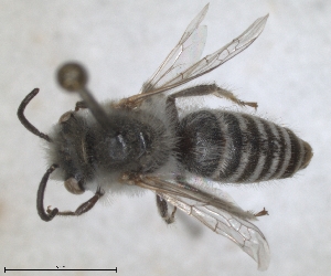  (Colletes tuberculiger - RMNH.INS.1302418)  @11 [ ] by-nc-sa (2024) Unspecified Naturalis Biodiversity Centre