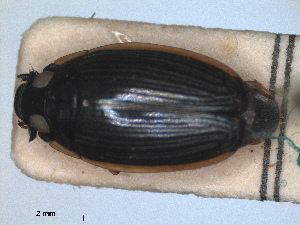  (Aulonogyrus concinnus - RMNH.INS.1486092)  @11 [ ] by-nc-sa (2024) Unspecified Naturalis Biodiversity Centre