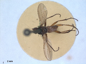  (Eccoptomera microps - RMNH.INS.1530508)  @11 [ ] by-nc-sa (2023) Unspecified Naturalis Biodiversity Centre