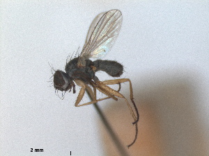  ( - RMNH.INS.1530643)  @11 [ ] by-nc-sa (2024) Unspecified Naturalis Biodiversity Centre