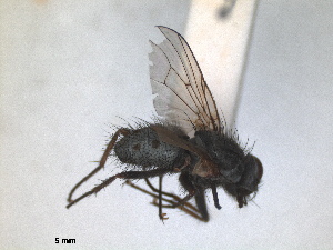  ( - RMNH.INS.1530652)  @11 [ ] by-nc-sa (2024) Unspecified Naturalis Biodiversity Centre