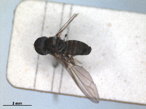  (Eudorylas kowarzi - RMNH.INS.1530685)  @11 [ ] by-nc-sa (2024) Unspecified Naturalis Biodiversity Centre