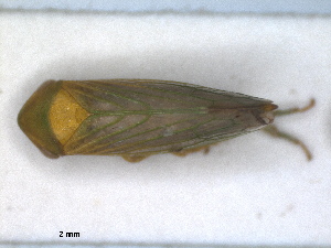  (Macropsis prasina - RMNH.INS.1530882)  @11 [ ] by-nc-sa (2023) Unspecified Naturalis Biodiversity Centre