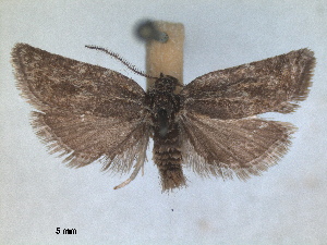  ( - RMNH.INS.1531000)  @11 [ ] by-nc-sa (2023) Unspecified Naturalis Biodiversity Centre