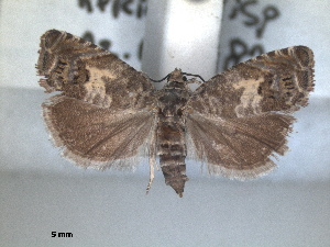  (Dichrorampha harpeana - RMNH.INS.1531009)  @11 [ ] by-nc-sa (2023) Unspecified Naturalis Biodiversity Centre