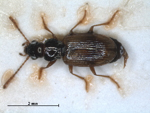  (Bembidion ephippium - RMNH.INS.1531038)  @11 [ ] by-nc-sa (2023) Unspecified Naturalis Biodiversity Centre
