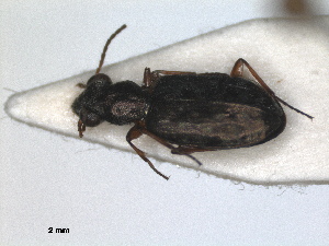  (Asaphidion stierlini - RMNH.INS.1531046)  @11 [ ] by-nc-sa (2023) Unspecified Naturalis Biodiversity Centre