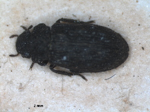  (Helophorus tuberculatus - RMNH.INS.1531067)  @11 [ ] by-nc-sa (2023) Unspecified Naturalis Biodiversity Centre