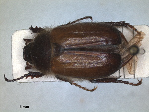  (Amphimallon ruficorne - RMNH.INS.1531103)  @11 [ ] by-nc-sa (2023) Unspecified Naturalis Biodiversity Centre