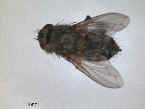  (Pollenia viatica - RMNH.INS.1531139)  @11 [ ] by-nc-sa (2023) Unspecified Naturalis Biodiversity Centre