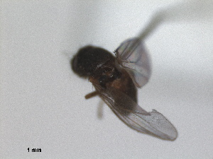  (Conioscinella sordidella - RMNH.INS.1531142)  @11 [ ] by-nc-sa (2023) Unspecified Naturalis Biodiversity Centre