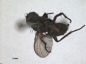  (Chirosia albitarsis - RMNH.INS.1531160)  @11 [ ] by-nc-sa (2023) Unspecified Naturalis Biodiversity Centre