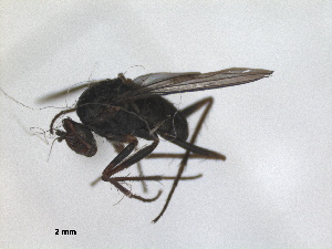  (Campsicnemus magius - RMNH.INS.1531250)  @11 [ ] by-nc-sa (2023) Unspecified Naturalis Biodiversity Centre