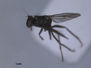  (Chrysotus palustris - RMNH.INS.1531253)  @11 [ ] by-nc-sa (2023) Unspecified Naturalis Biodiversity Centre