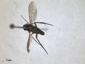  (Rhaphium antennatum - RMNH.INS.1531281)  @11 [ ] by-nc-sa (2023) Unspecified Naturalis Biodiversity Centre