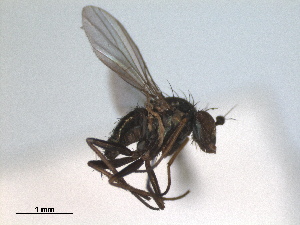  (Chrysotus monochaetus - RMNH.INS.1531291)  @11 [ ] by-nc-sa (2023) Unspecified Naturalis Biodiversity Centre