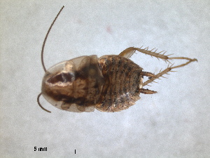  (Phyllodromica brullei - RMNH.INS.1531476)  @11 [ ] by-nc-sa (2023) Unspecified Naturalis Biodiversity Centre