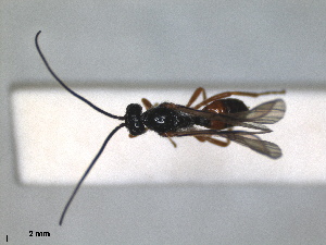  (Apodesmia rufipes - RMNH.INS.1531529)  @11 [ ] by-nc-sa (2024) Unspecified Naturalis Biodiversity Centre