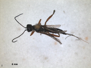  (Aspicolpus - RMNH.INS.1531548)  @11 [ ] by-nc-sa (2024) Unspecified Naturalis Biodiversity Centre