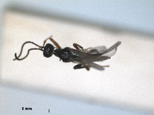  (Blacus nigricornis - RMNH.INS.1531590)  @11 [ ] by-nc-sa (2024) Unspecified Naturalis Biodiversity Centre
