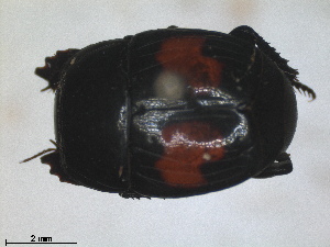  (Margarinotus bipustulatus - RMNH.INS.1531619)  @11 [ ] by-nc-sa (2024) Unspecified Naturalis Biodiversity Centre