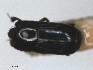  (Platysoma angustatum - RMNH.INS.1531625)  @11 [ ] by-nc-sa (2024) Unspecified Naturalis Biodiversity Centre