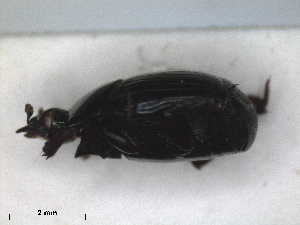 (Margarinotus punctiventer - RMNH.INS.1531645)  @11 [ ] by-nc-sa (2024) Unspecified Naturalis Biodiversity Centre