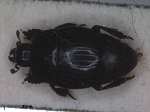  ( - RMNH.INS.1531656)  @11 [ ] by-nc-sa (2024) Unspecified Naturalis Biodiversity Centre