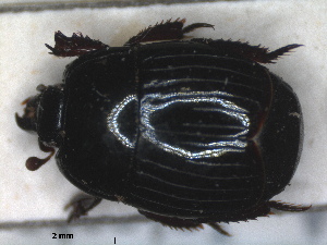  ( - RMNH.INS.1531657)  @11 [ ] by-nc-sa (2024) Unspecified Naturalis Biodiversity Centre