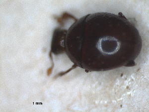  ( - RMNH.INS.1531767)  @11 [ ] by-nc-sa (2024) Unspecified Naturalis Biodiversity Centre