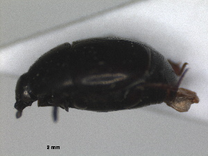  (Chalcionellus aemulus - RMNH.INS.1531782)  @11 [ ] by-nc-sa (2024) Unspecified Naturalis Biodiversity Centre