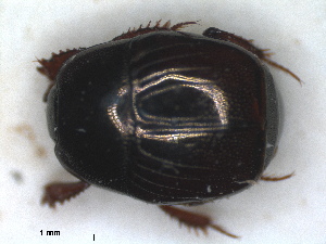  (Chalcionellus blanchii - RMNH.INS.1531788)  @11 [ ] by-nc-sa (2024) Unspecified Naturalis Biodiversity Centre