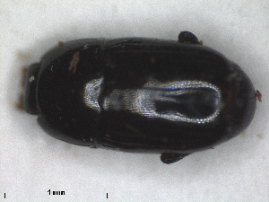  (Eutriptus putricola - RMNH.INS.1531807)  @11 [ ] by-nc-sa (2024) Unspecified Naturalis Biodiversity Centre
