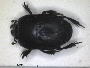  ( - RMNH.INS.1531820)  @11 [ ] by-nc-sa (2024) Unspecified Naturalis Biodiversity Centre