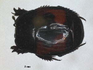  ( - RMNH.INS.1531824)  @11 [ ] by-nc-sa (2024) Unspecified Naturalis Biodiversity Centre