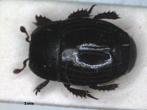  ( - RMNH.INS.1531832)  @11 [ ] by-nc-sa (2024) Unspecified Naturalis Biodiversity Centre