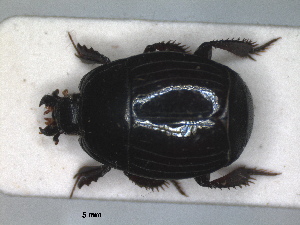  ( - RMNH.INS.1531835)  @11 [ ] by-nc-sa (2024) Unspecified Naturalis Biodiversity Centre