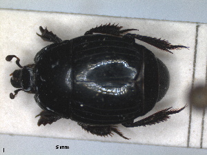  ( - RMNH.INS.1531836)  @11 [ ] by-nc-sa (2024) Unspecified Naturalis Biodiversity Centre