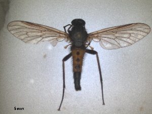  ( - RMNH.INS.1531881)  @11 [ ] by-nc-sa (2024) Unspecified Naturalis Biodiversity Centre