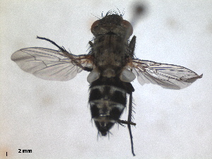  (Phrosinella nasuta - RMNH.INS.1531891)  @11 [ ] by-nc-sa (2024) Unspecified Naturalis Biodiversity Centre