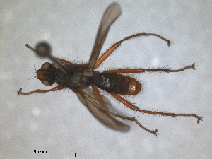  (Scathophaga scybalaria - RMNH.INS.1531898)  @11 [ ] by-nc-sa (2024) Unspecified Naturalis Biodiversity Centre