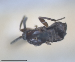  (Holoplagia - RMNH.INS.1531907)  @11 [ ] by-nc-sa (2024) Unspecified Naturalis Biodiversity Centre