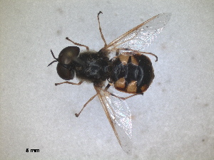  (Odontomyia annulata - RMNH.INS.1531931)  @11 [ ] by-nc-sa (2024) Unspecified Naturalis Biodiversity Centre