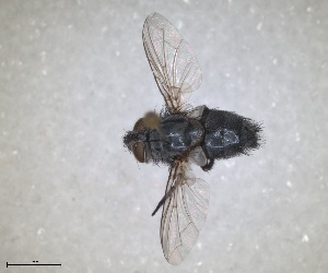  (Pales processioneae - RMNH.INS.1532022)  @11 [ ] by-nc-sa (2024) Unspecified Naturalis Biodiversity Centre
