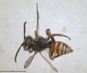  (Nomada corcyraea - RMNH.INS.1532055)  @11 [ ] by-nc-sa (2024) Unspecified Naturalis Biodiversity Centre