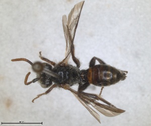  (Nomada glaberrima - RMNH.INS.1532064)  @11 [ ] by-nc-sa (2024) Unspecified Naturalis Biodiversity Centre