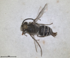  (Colletes creticus - RMNH.INS.1532088)  @11 [ ] by-nc-sa (2024) Unspecified Naturalis Biodiversity Centre