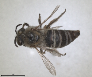  (Colletes ibericus - RMNH.INS.1532095)  @11 [ ] by-nc-sa (2024) Unspecified Naturalis Biodiversity Centre
