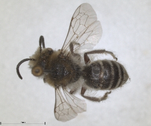  (Colletes inexpectatus - RMNH.INS.1532096)  @11 [ ] by-nc-sa (2024) Unspecified Naturalis Biodiversity Centre
