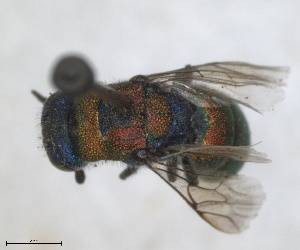  (Chrysis angustifrons - RMNH.INS.1532201)  @11 [ ] by-nc-sa (2024) Unspecified Naturalis Biodiversity Centre